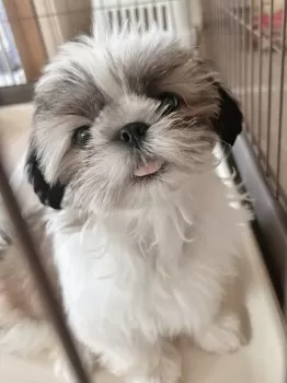 C.J 様のお迎えした子犬