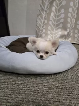 じょろ 様のお迎えした子犬