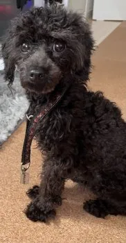 J.Y 様のお迎えした子犬