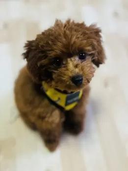 かずひろ 様のお迎えした子犬