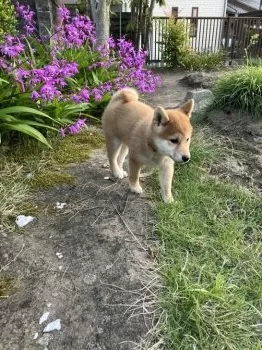 S.M 様のお迎えした子犬