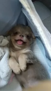 にこママ 様のお迎えした子犬