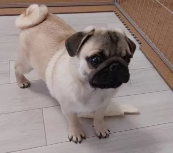 A.M 様のお迎えした子犬