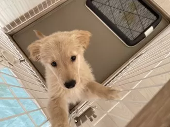 Y.O 様のお迎えした子犬