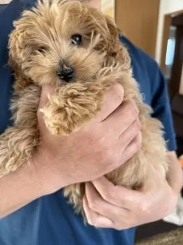 A.M 様のお迎えした子犬