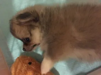 ぽん酢 様のお迎えした子犬