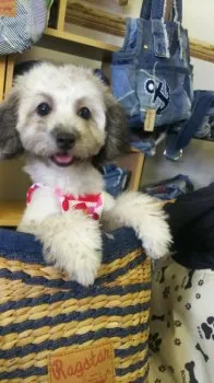 ぱぴちゃん 様のお迎えした子犬