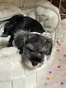 H.T 様のお迎えした子犬