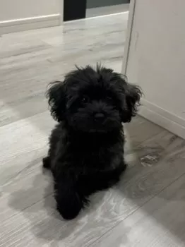 Y.H 様のお迎えした子犬