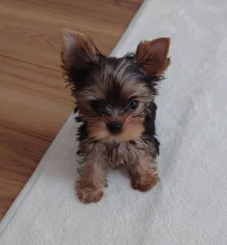 みかん 様のお迎えした子犬
