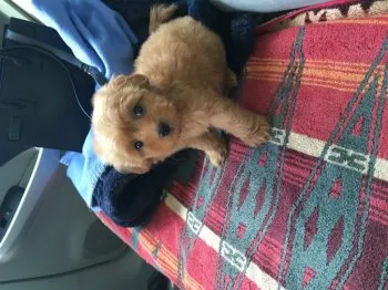 ベル 様のお迎えした子犬