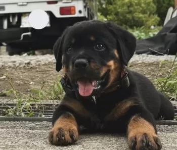 M.N 様のお迎えした子犬
