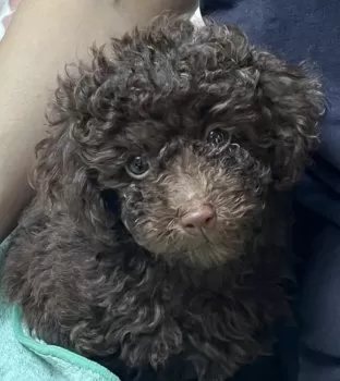 バズオ 様のお迎えした子犬