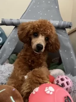 M.M 様のお迎えした子犬