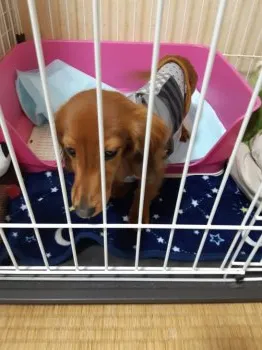 H.M 様のお迎えした子犬