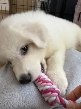 K.C 様のお迎えした子犬