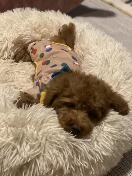 はぐひな 様のお迎えした子犬
