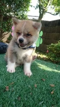 安原　一 様のお迎えした子犬