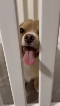 m.a 様のお迎えした子犬