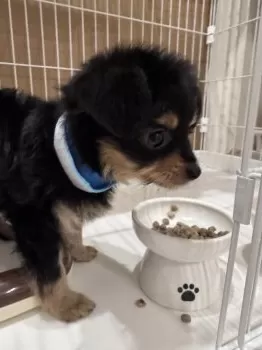 イナバ 様のお迎えした子犬