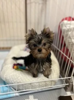 きーちゃん 様のお迎えした子犬