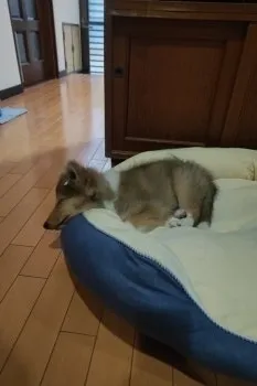 T.M 様のお迎えした子犬