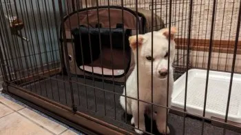 M.N 様のお迎えした子犬