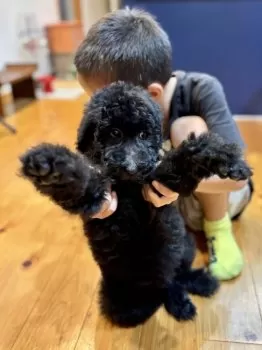 C.O 様のお迎えした子犬