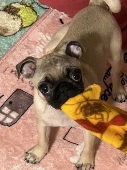 S.H 様のお迎えした子犬