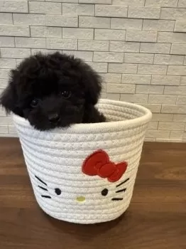 H.H 様のお迎えした子犬