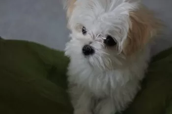 F 様のお迎えした子犬
