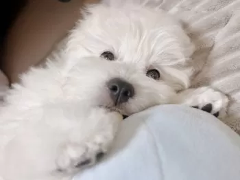 S.Ｉ 様のお迎えした子犬