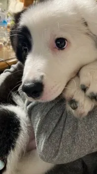 ルイ 様のお迎えした子犬