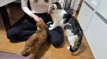なつ 様のお迎えした子犬