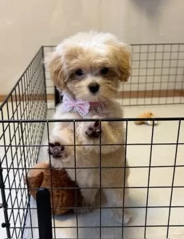 KY 様のお迎えした子犬
