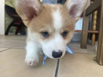 むぎ 様のお迎えした子犬