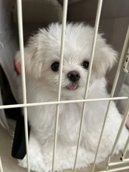 M.O 様のお迎えした子犬