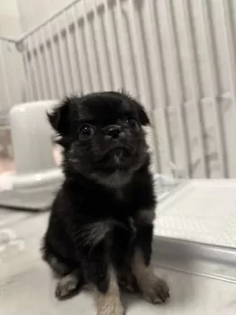 T.M 様のお迎えした子犬