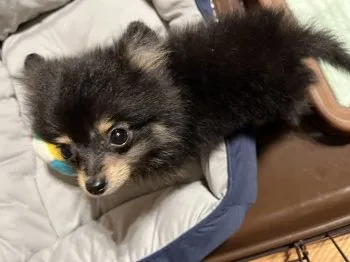 かかな 様のお迎えした子犬