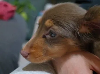 T.M. 様のお迎えした子犬