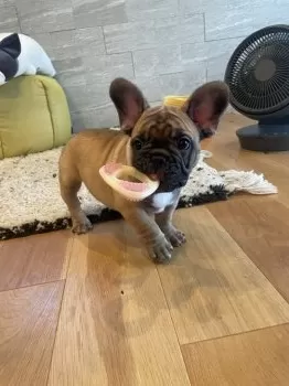 K.S 様のお迎えした子犬
