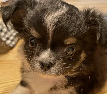 kaz 様のお迎えした子犬