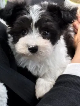 M.Ｉ 様のお迎えした子犬