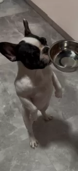 m 様のお迎えした子犬