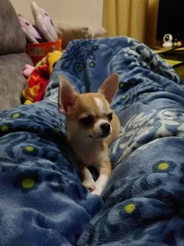 レン君とうちゃん 様のお迎えした子犬