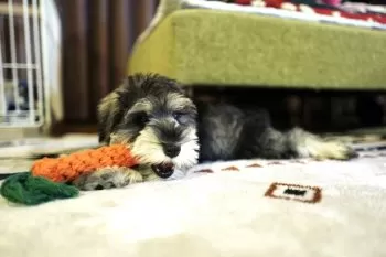 JA 様のお迎えした子犬