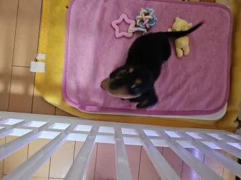 H.K 様のお迎えした子犬