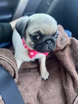 ミッチー 様のお迎えした子犬