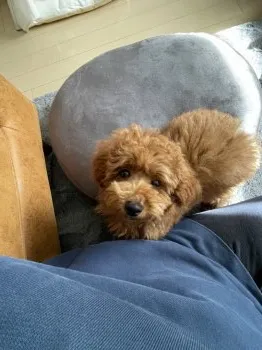 mayu 様のお迎えした子犬