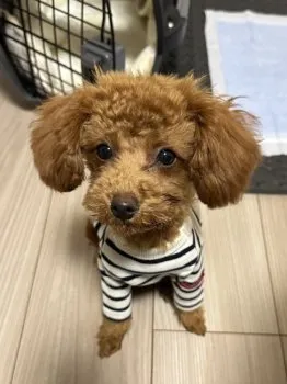 シュン 様のお迎えした子犬